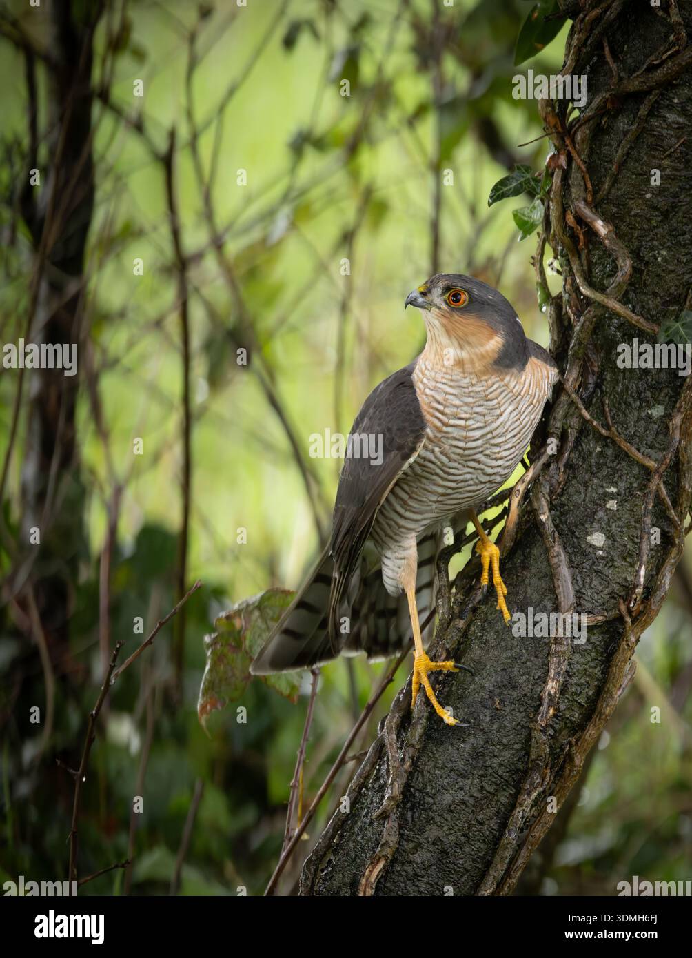 Sparrowhawk[ Accipiter nisus ] male bird in a hedge watching a bird ...