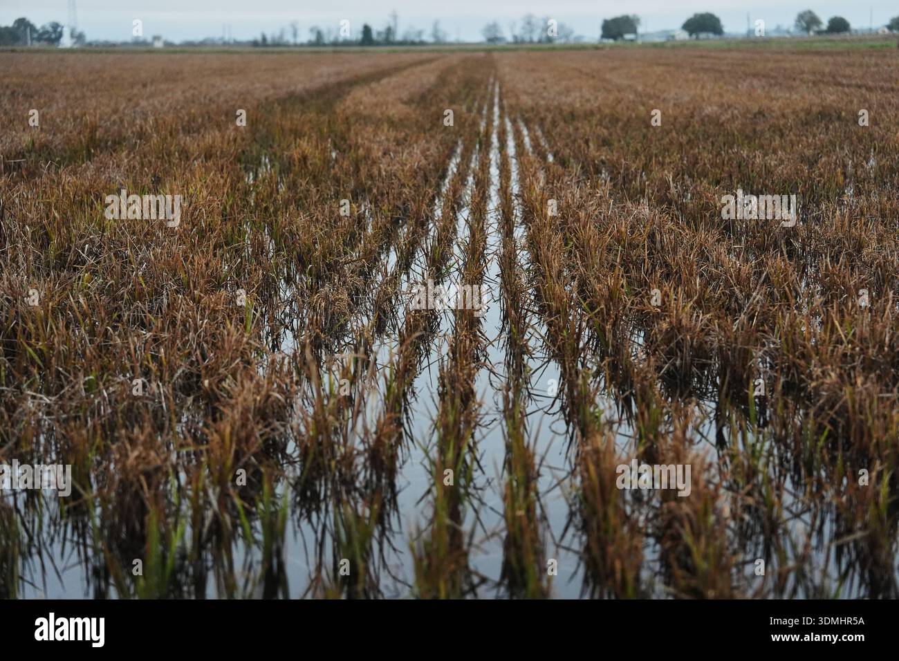 Aplan Rice Field Water sits in a rice field Thursday, Jan. 22, 2026, in Kaplan, La. (AP ...