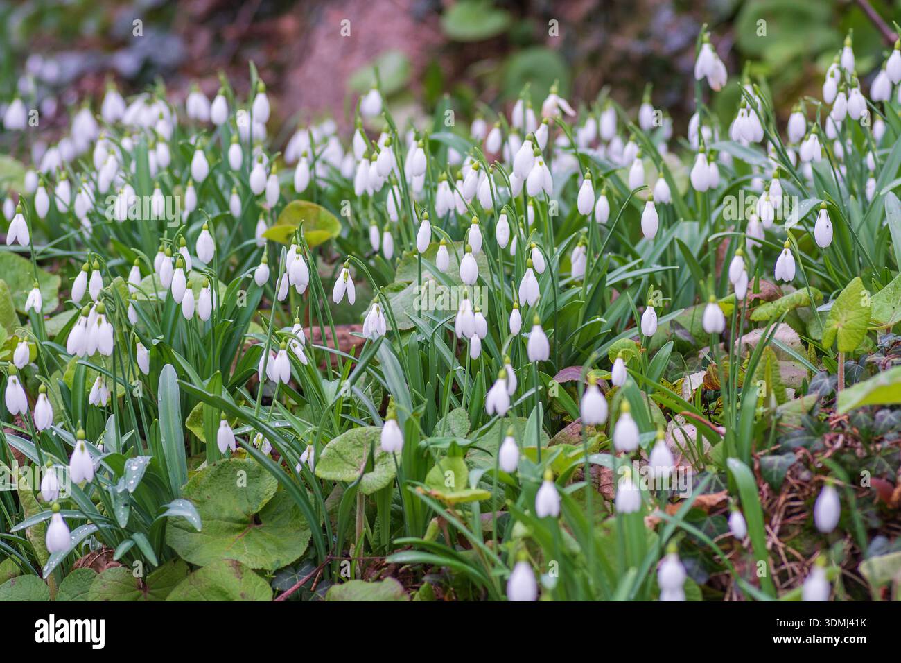 Drifts of snowdrops blooming in February, England, UK. Stock Photo