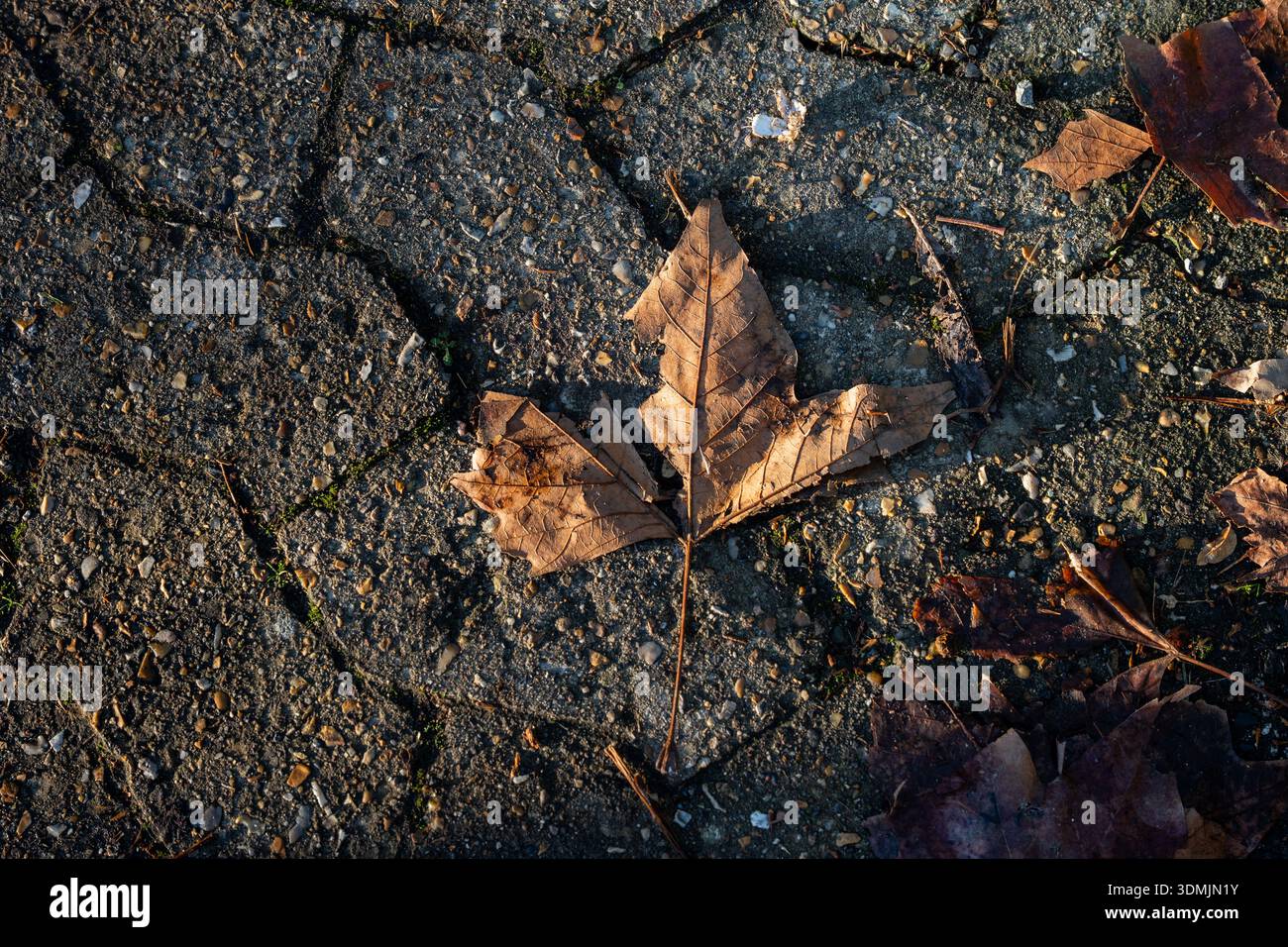 Fallen leaf lying on a path in afternoon sunlight Stock Photo