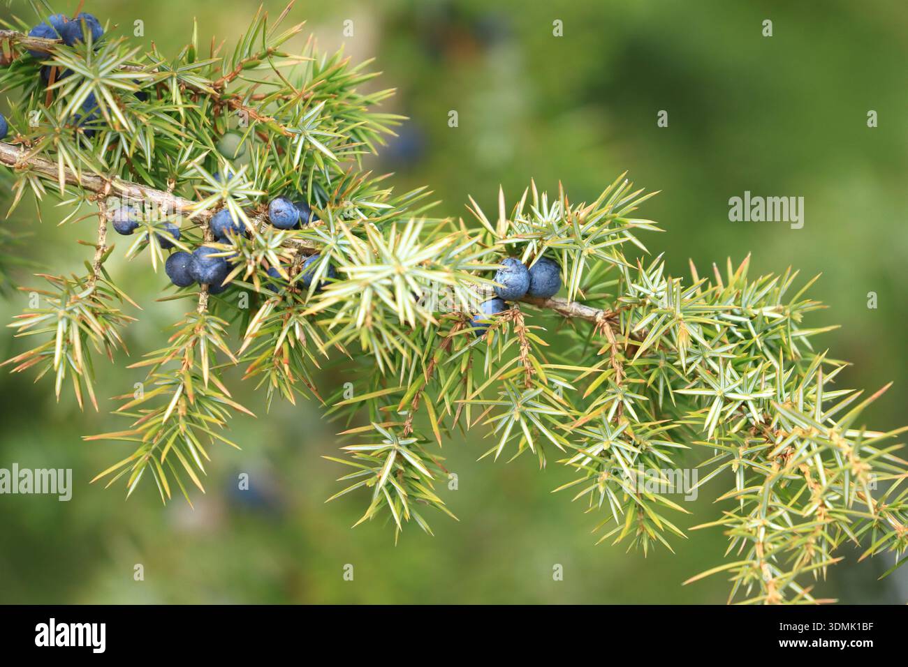 Common juniper berries on tree Stock Photo