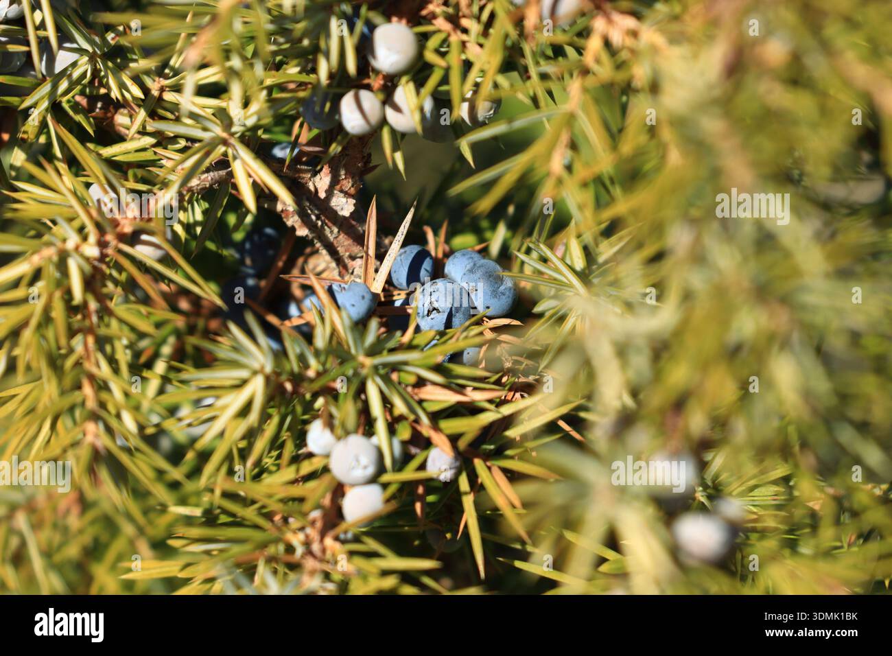 Common juniper berries on tree Stock Photo