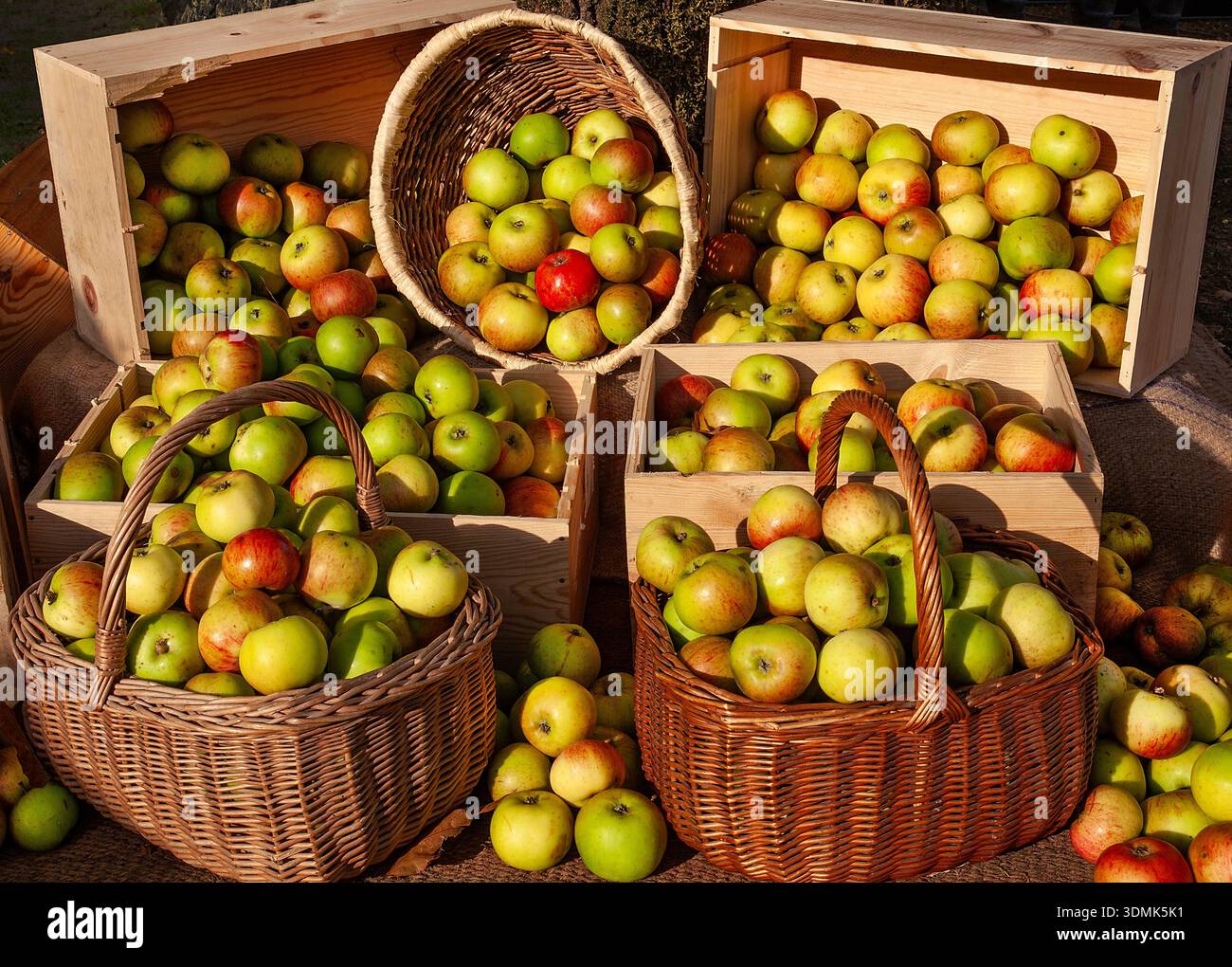HARVEST TIME DISPLAY OF ENGLISH APPLES READY FOR SALE Stock Photo