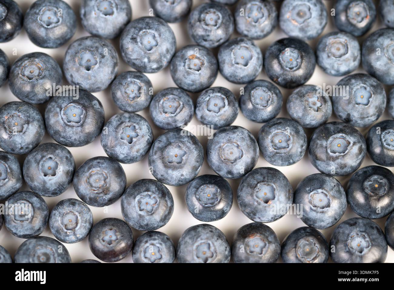 Focusstack morphology hi-res stock photography and images - Alamy