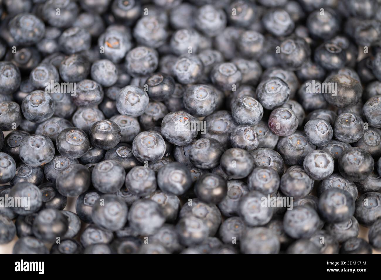 dense blueberry texture creating background, muted indigo palette and ...