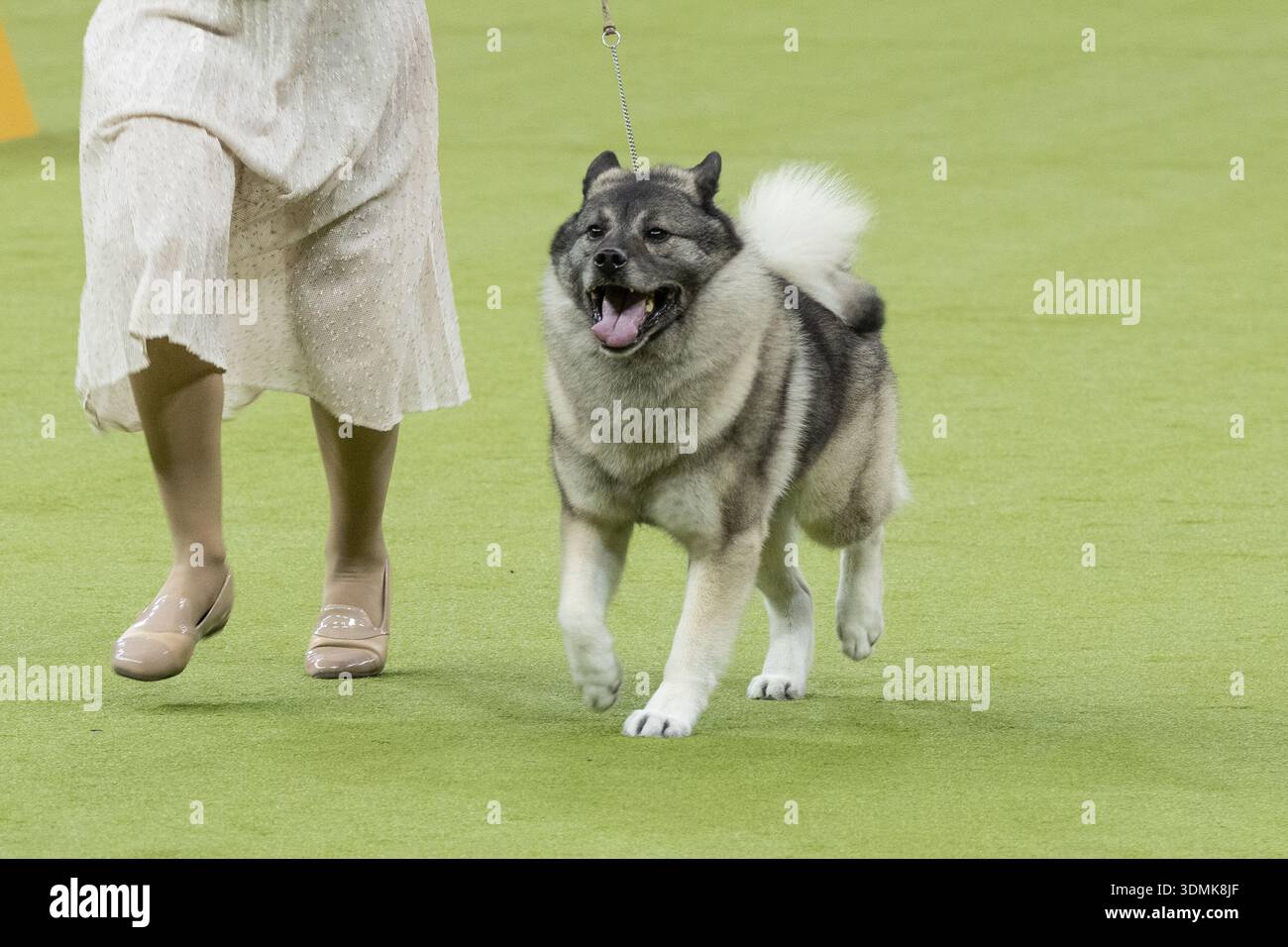 Norwegian Elkhound named Emmett competes in the Hound group during the ...