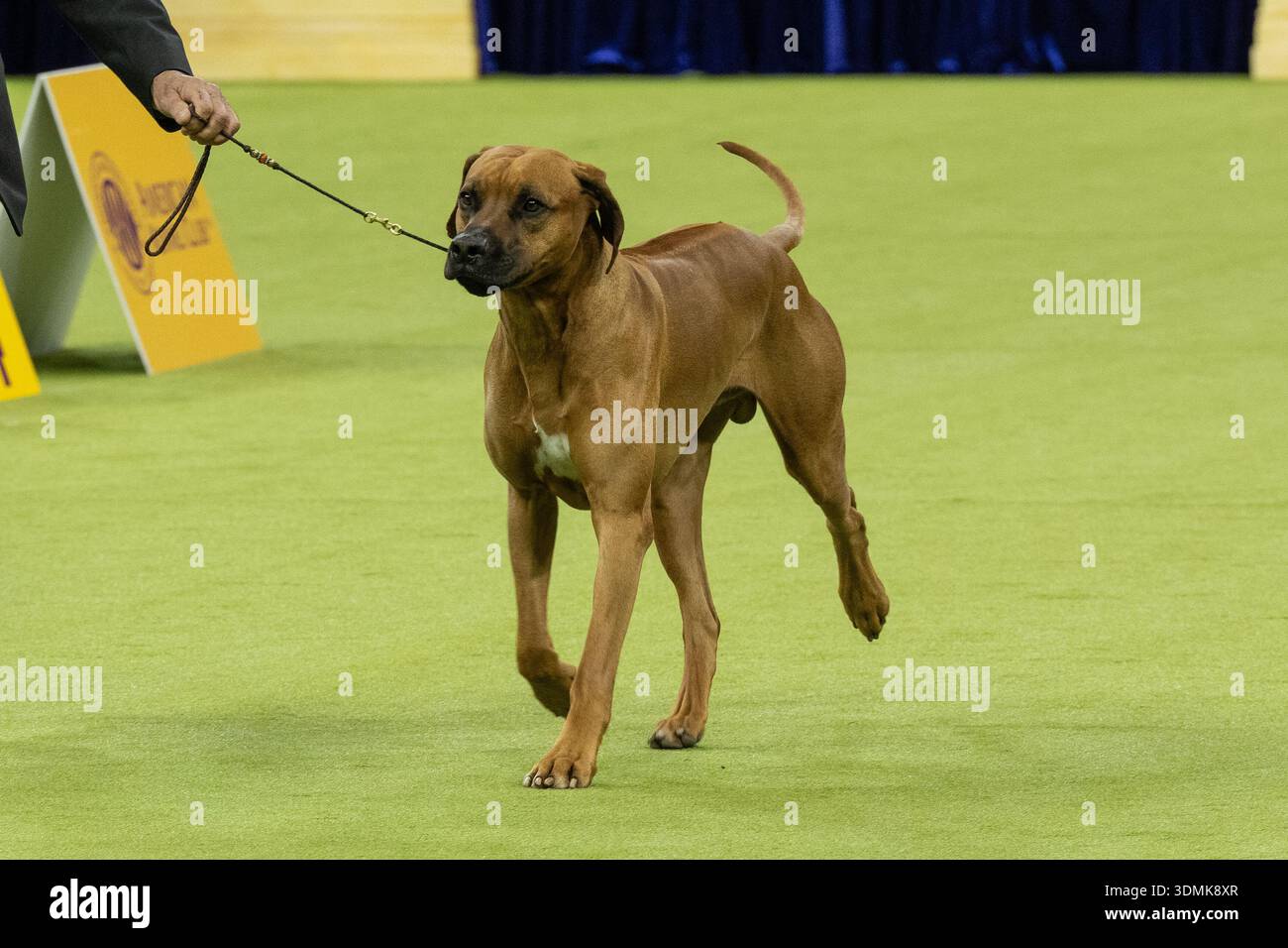 Brando Ridgeback Rhodesian Ridgeback named Brando competes in the Hound group during the ...