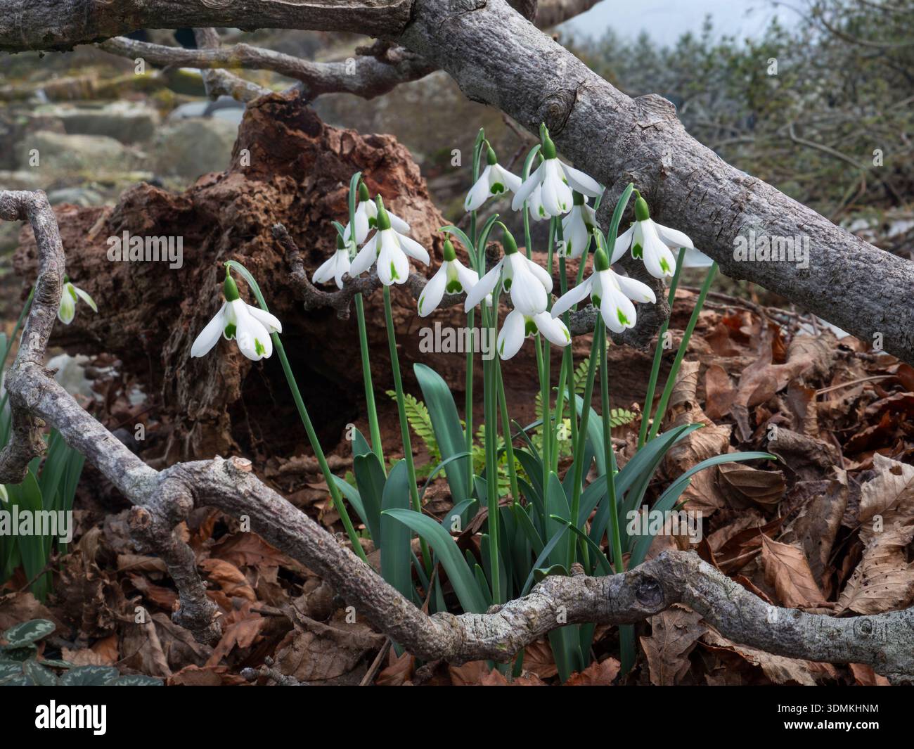 Snowdrops 'Galanthus TRUMPS' growing in winter rustic environment. Natural rustic close view with autumnal leaves tree branch and meadow behind UK Stock Photo