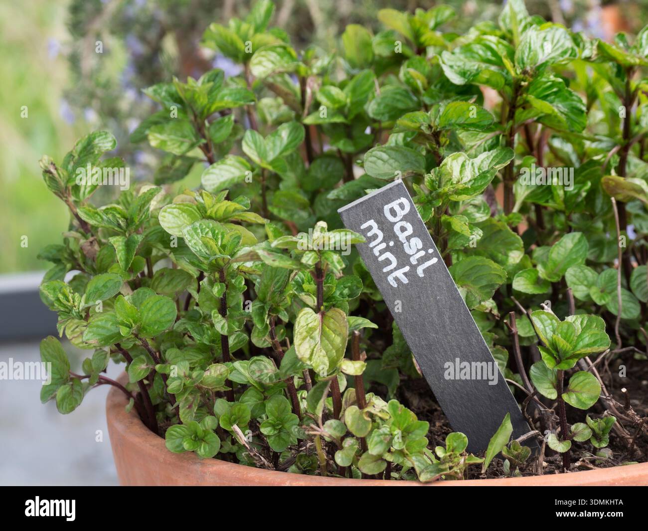 Basil Mint (Mentha × piperita f. citrata 'Basil') is a hardy, aromatic perennial herb that combines refreshing scent of mint with peppery Basil UK Stock Photo