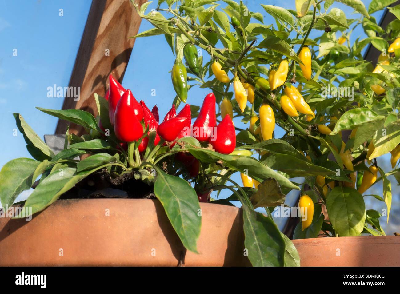 Chillies ‘Pyramid’ and ‘Lemonella’ potted on a well lit traditional wooden greenhouse shelf by a window, as a rustic horticultural & colourful display Stock Photo