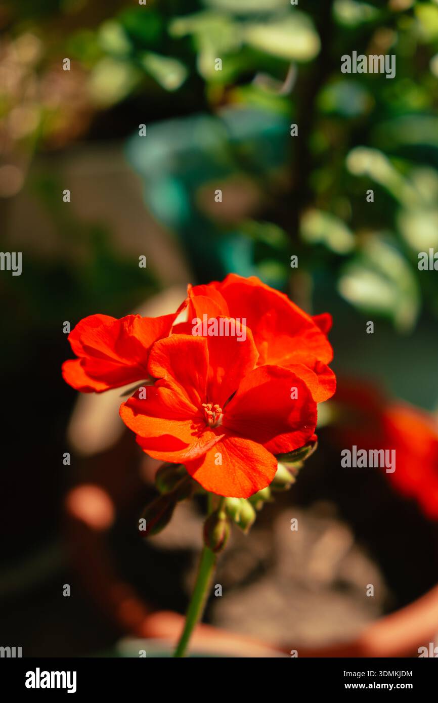 urban plant with soothing appeal, zinnia flower graces sunlit balcony scene with soft background Stock Photo