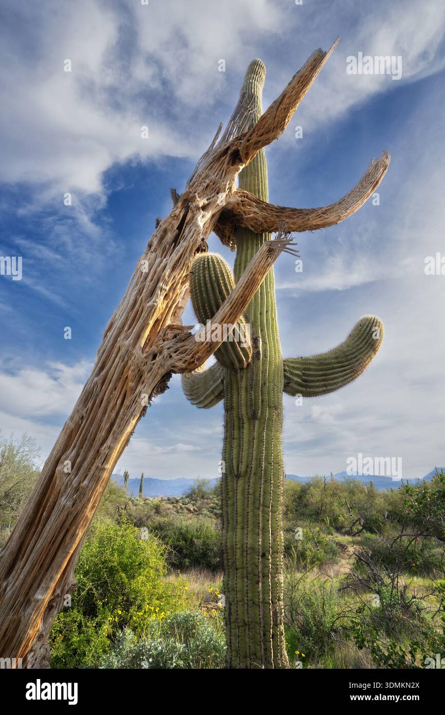 Dead Saguaro Cactus leaning on living cactus showing the vain structure of  the Saguaro. Arizona Stock Photo - Alamy