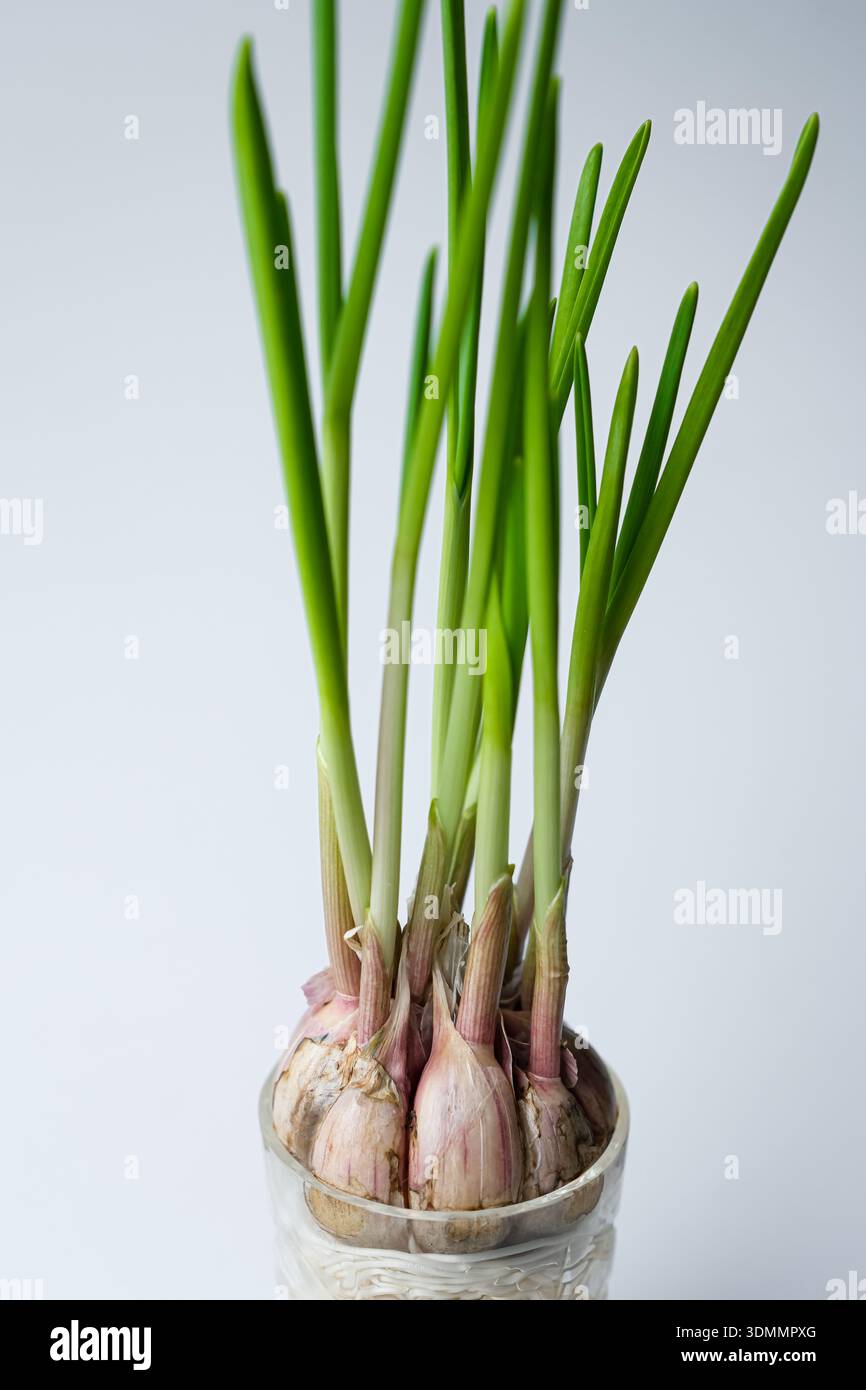 Growing garlic in water. Hydroponic garlic. Minimalism. Shallow depth of  field Stock Photo - Alamy