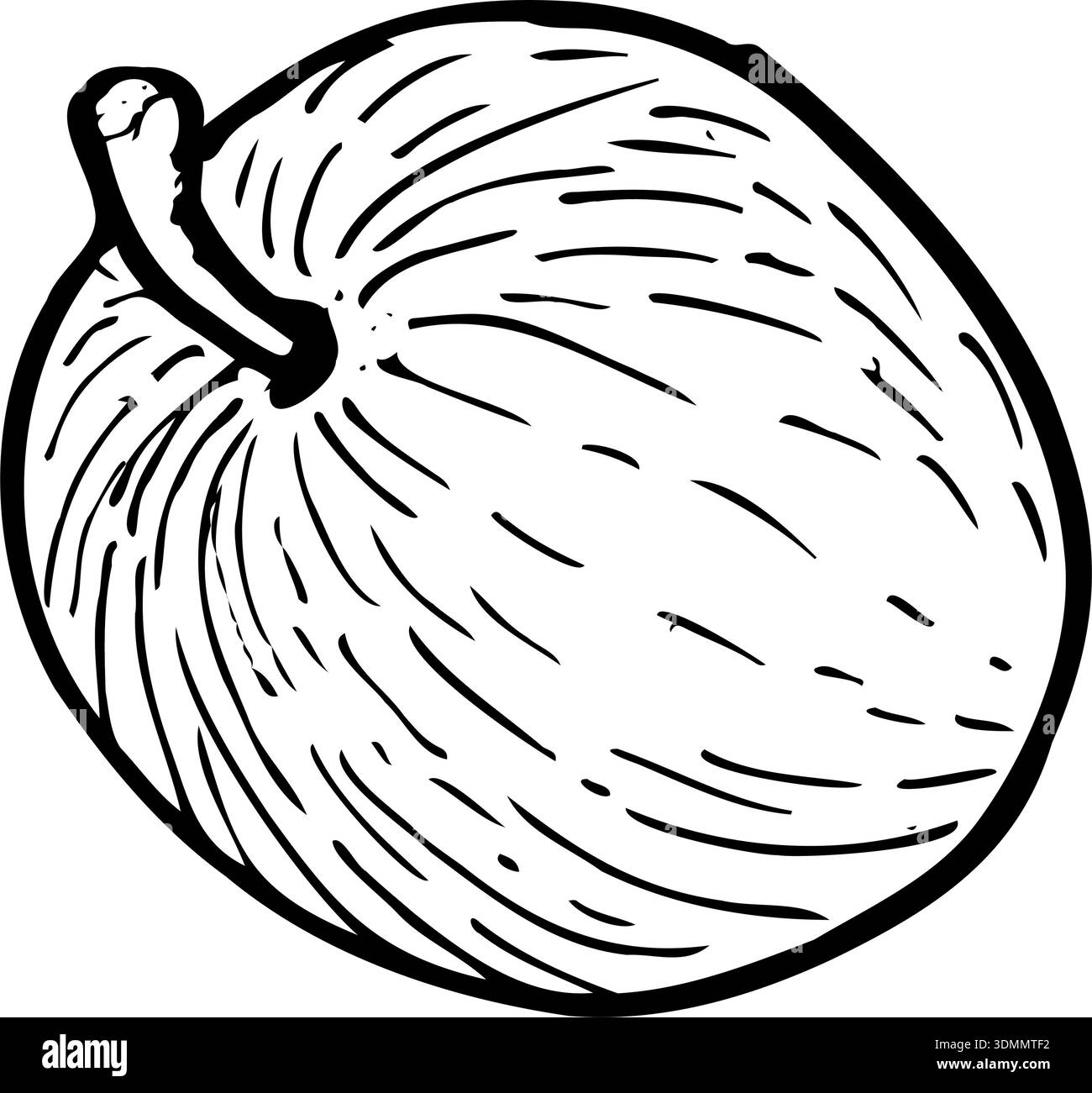 Vector illustration of whole caimito fruit, isolated on white ...