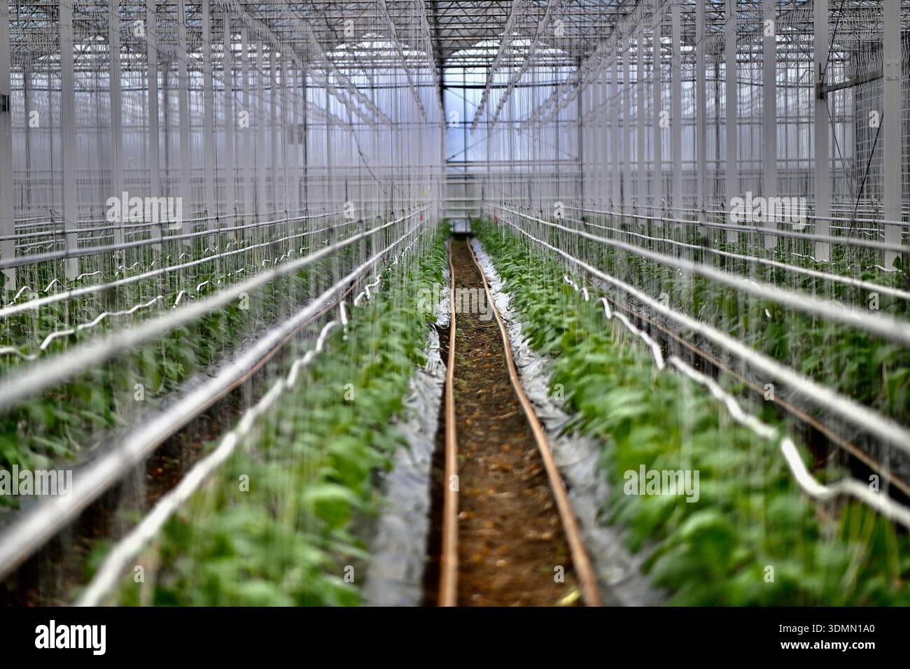 Colombelle, France. 05th Feb, 2026. Illustrations: the large greenhouses in  Colombelles, near Caen in Calvados, are certified organic. Tomatoes and  aubergines grow thanks to the heat generated by the Syvedacle waste  incineration