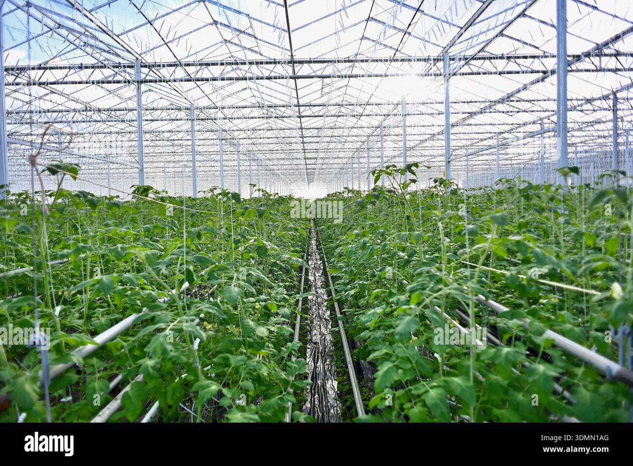 Colombelle, France. 05th Feb, 2026. Illustrations: the large greenhouses in  Colombelles, near Caen in Calvados, are certified organic. Tomatoes and  aubergines grow thanks to the heat generated by the Syvedacle waste  incineration