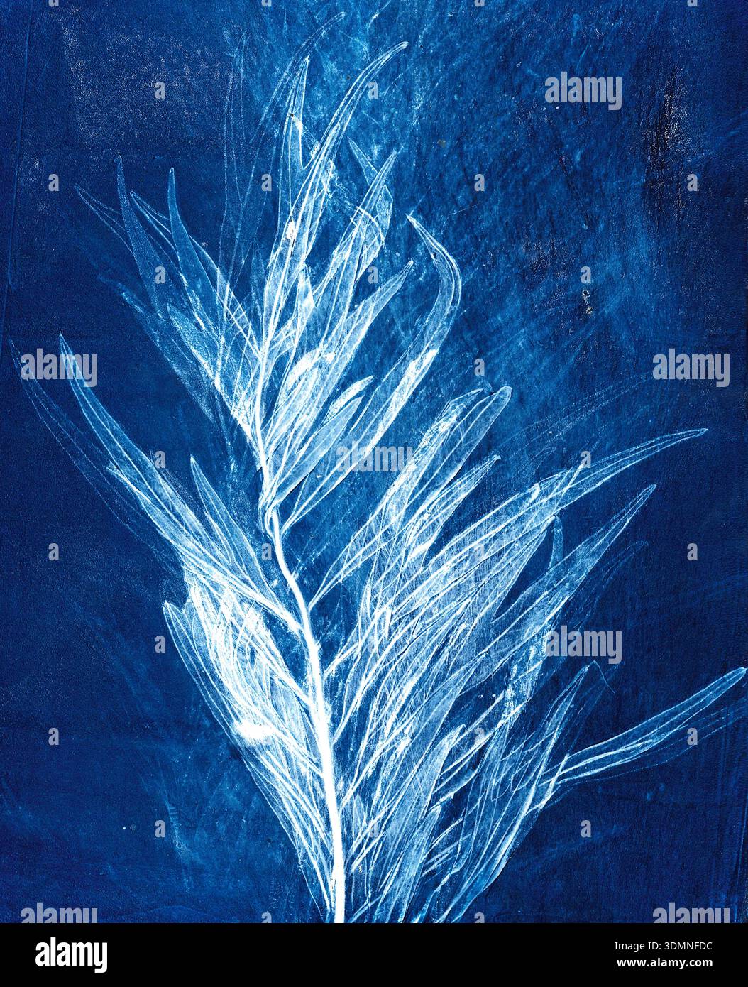 Monotype print assembled on a gelatine  plate, of a leaf of Grevillea robusta,  southern silky oak Stock Photo