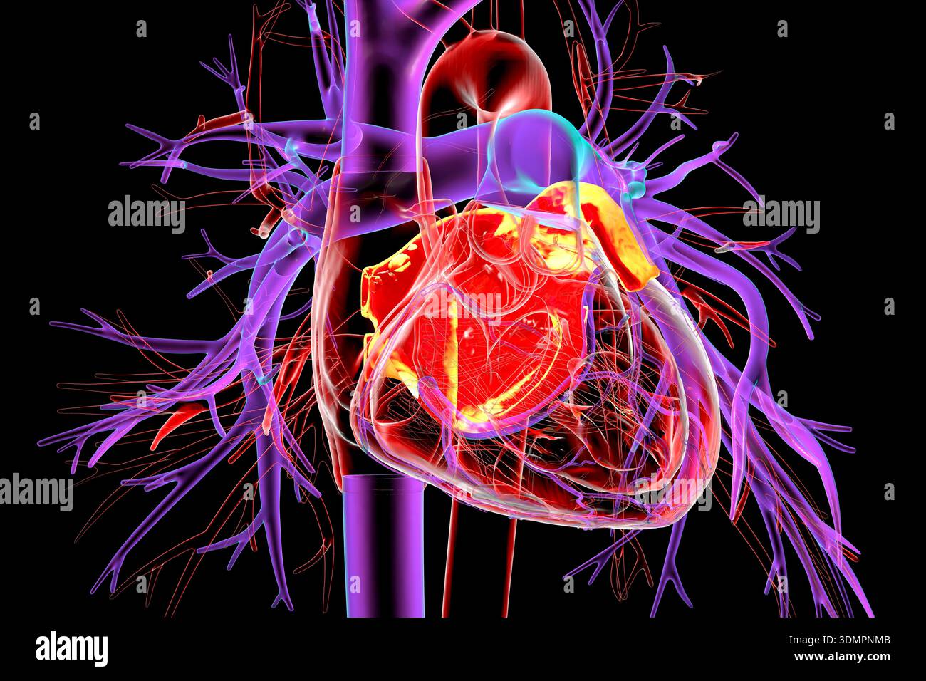 Illustration of the left atrium highlighted in red. The left atrium ...