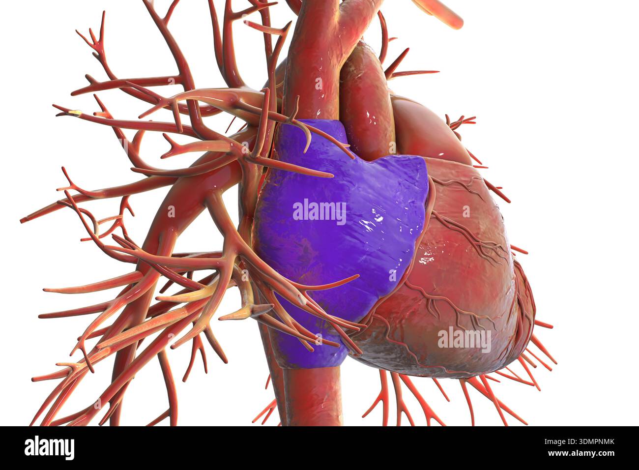 Illustration of the heart with the right atrium highlighted in blue ...