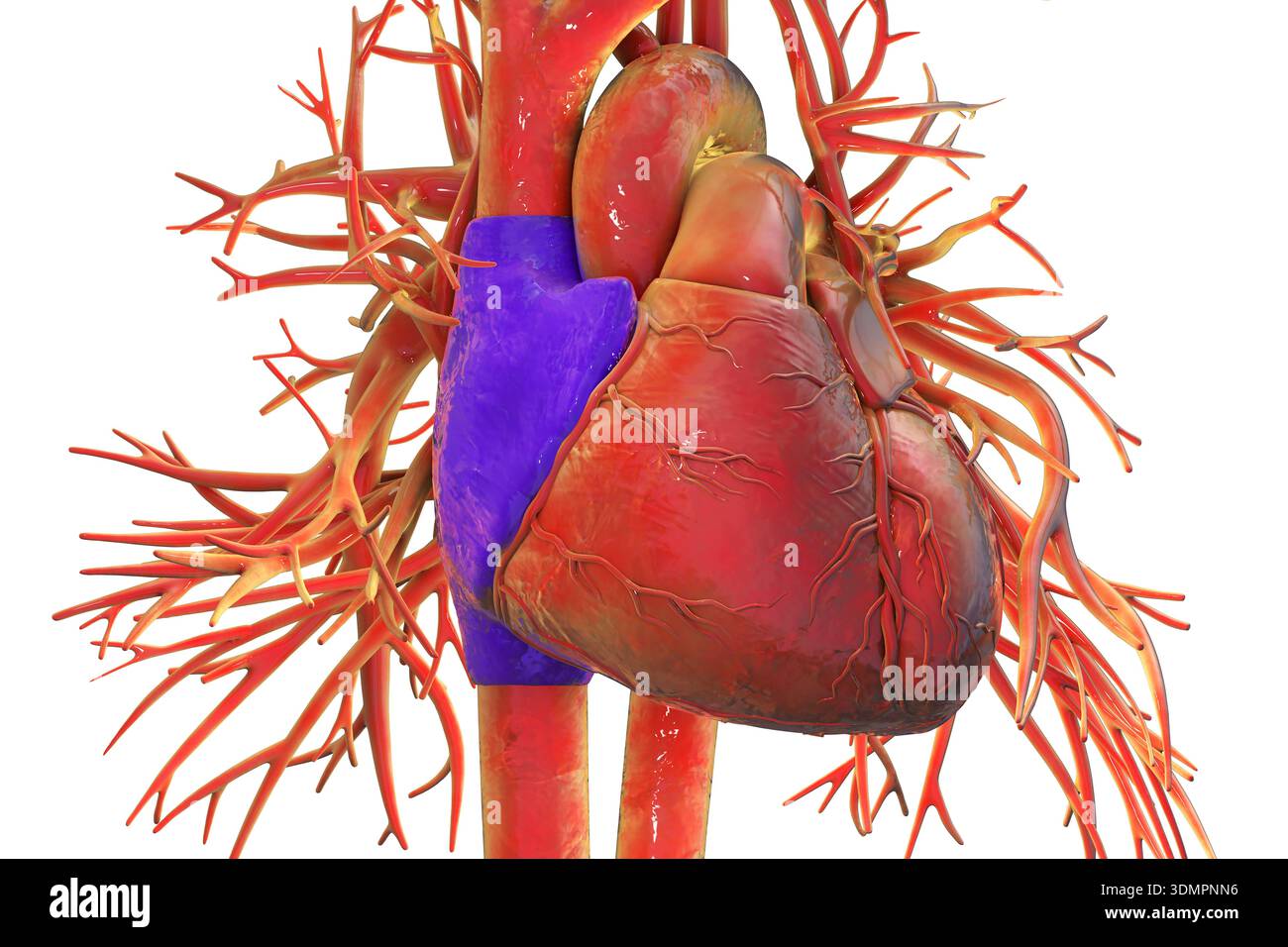 Illustration of the heart with the right atrium highlighted in blue ...