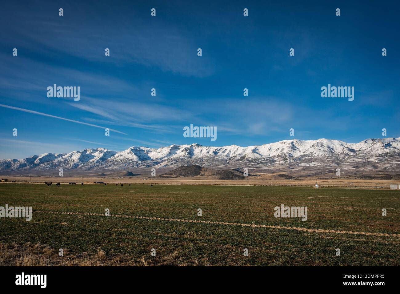 Cow pastures and snow covered mountains by the town of Wells Nevada, near Highway 93,  USA. Stock Photo