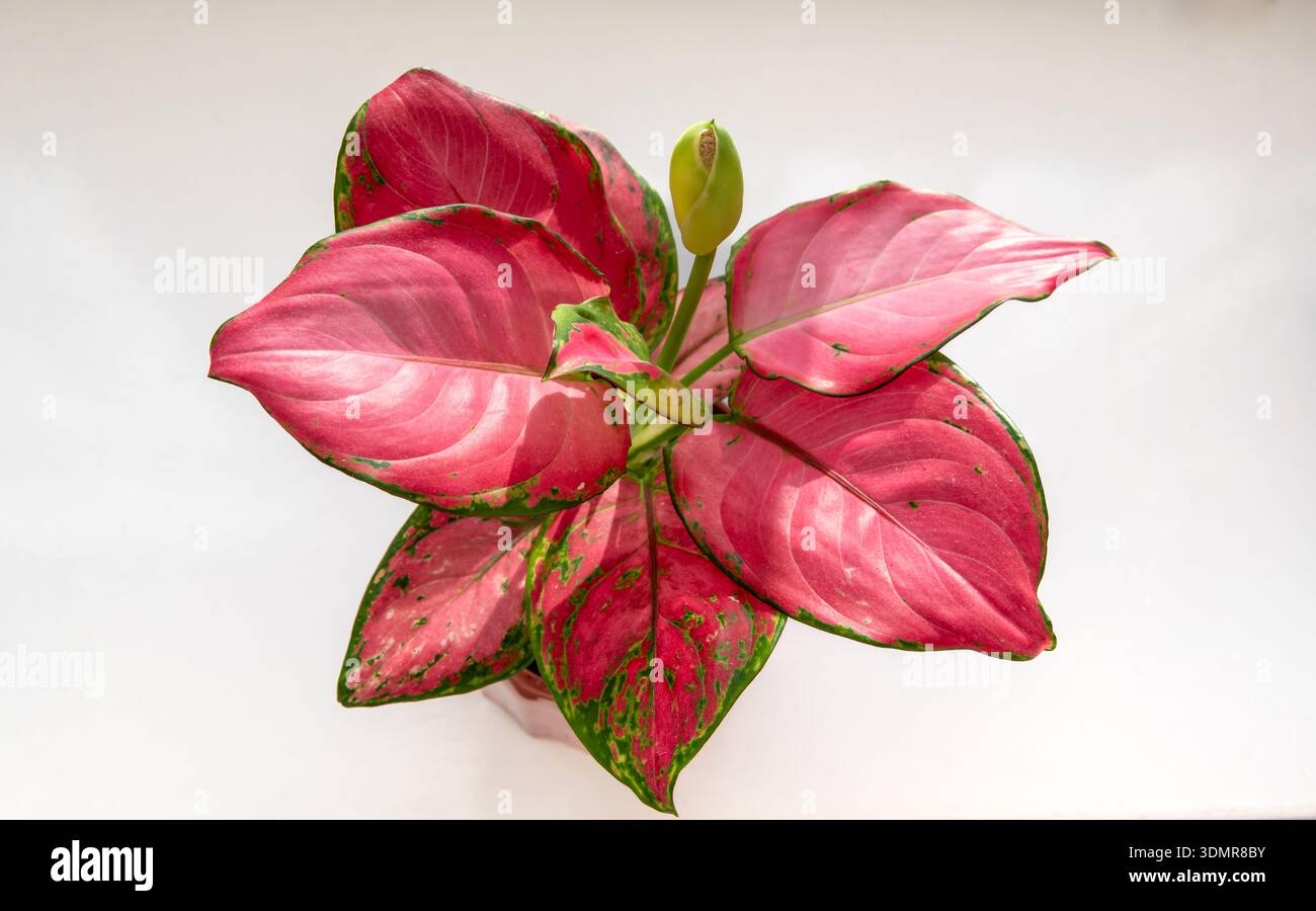 curly spider plant Curly Spider Plant 'Bonnie' for Sale main image 0