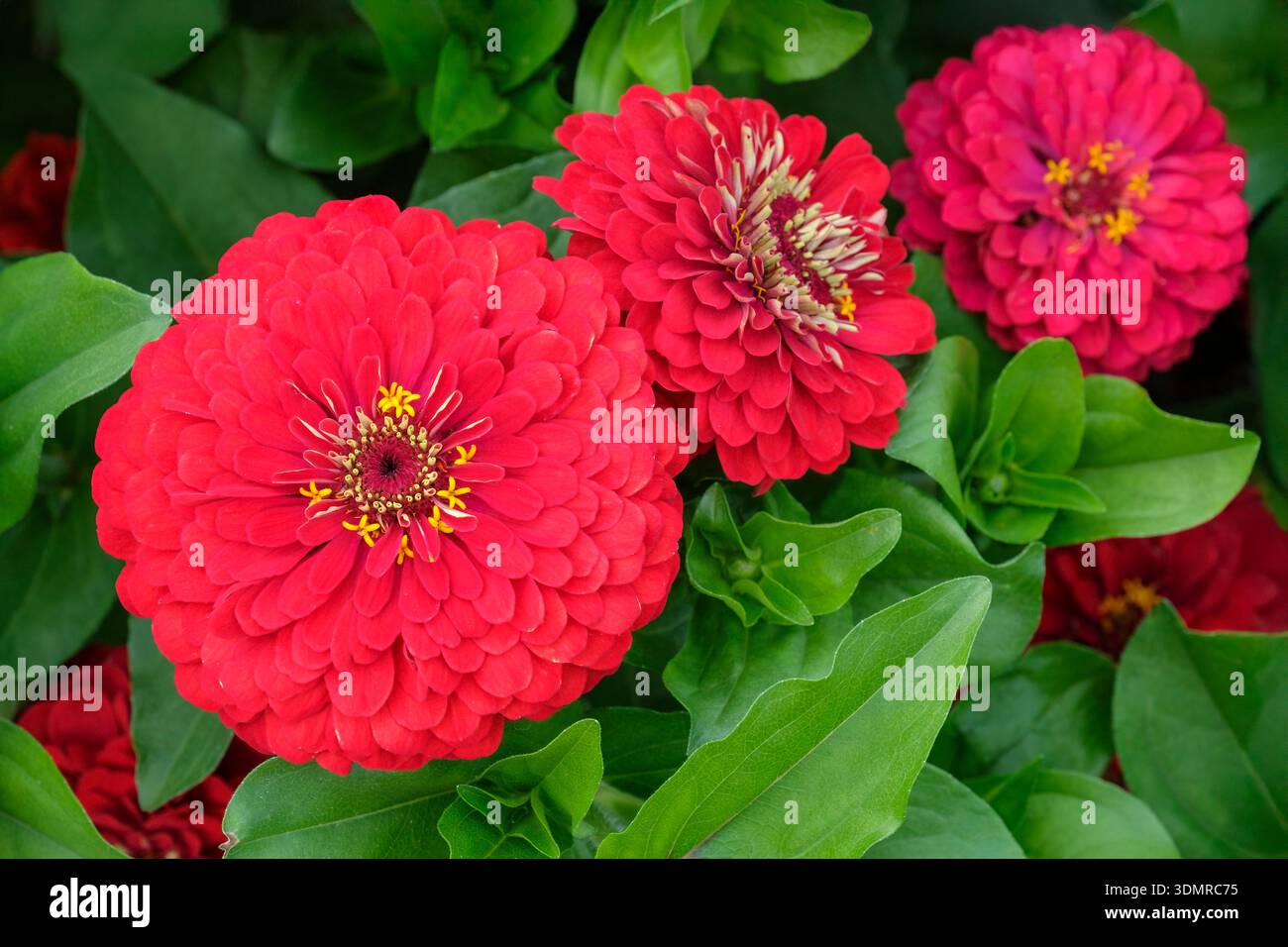 zinnia elegans solmar scarlet, double, scarlet red flowers in summer Stock Photo