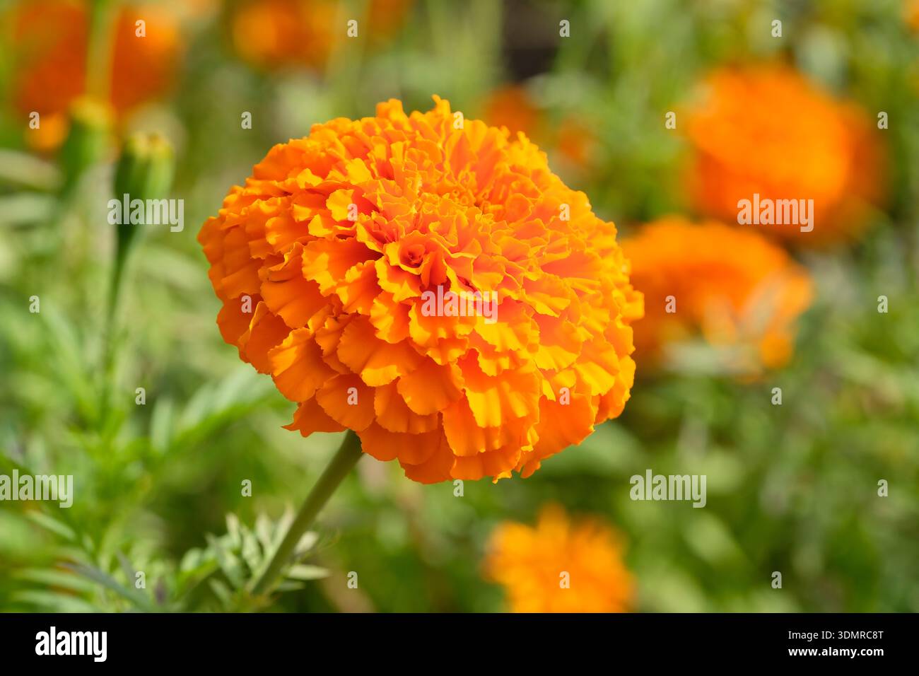 Tagetes erecta Jedi Orange, Jedi Orange Marigold, fully double orange ball-shaped flowers in late summer Stock Photo