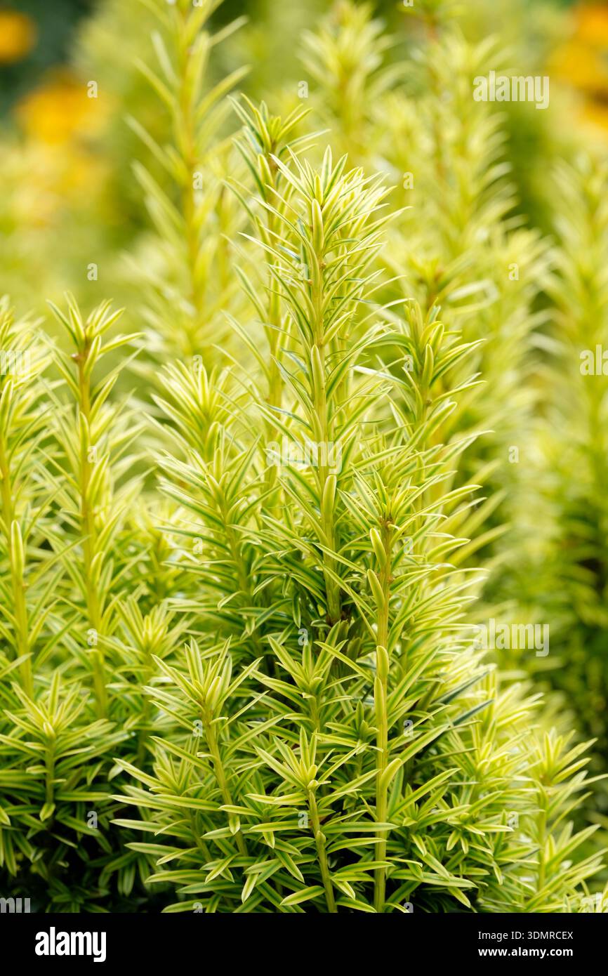 Taxus baccata leaves hi-res stock photography and images - Alamy