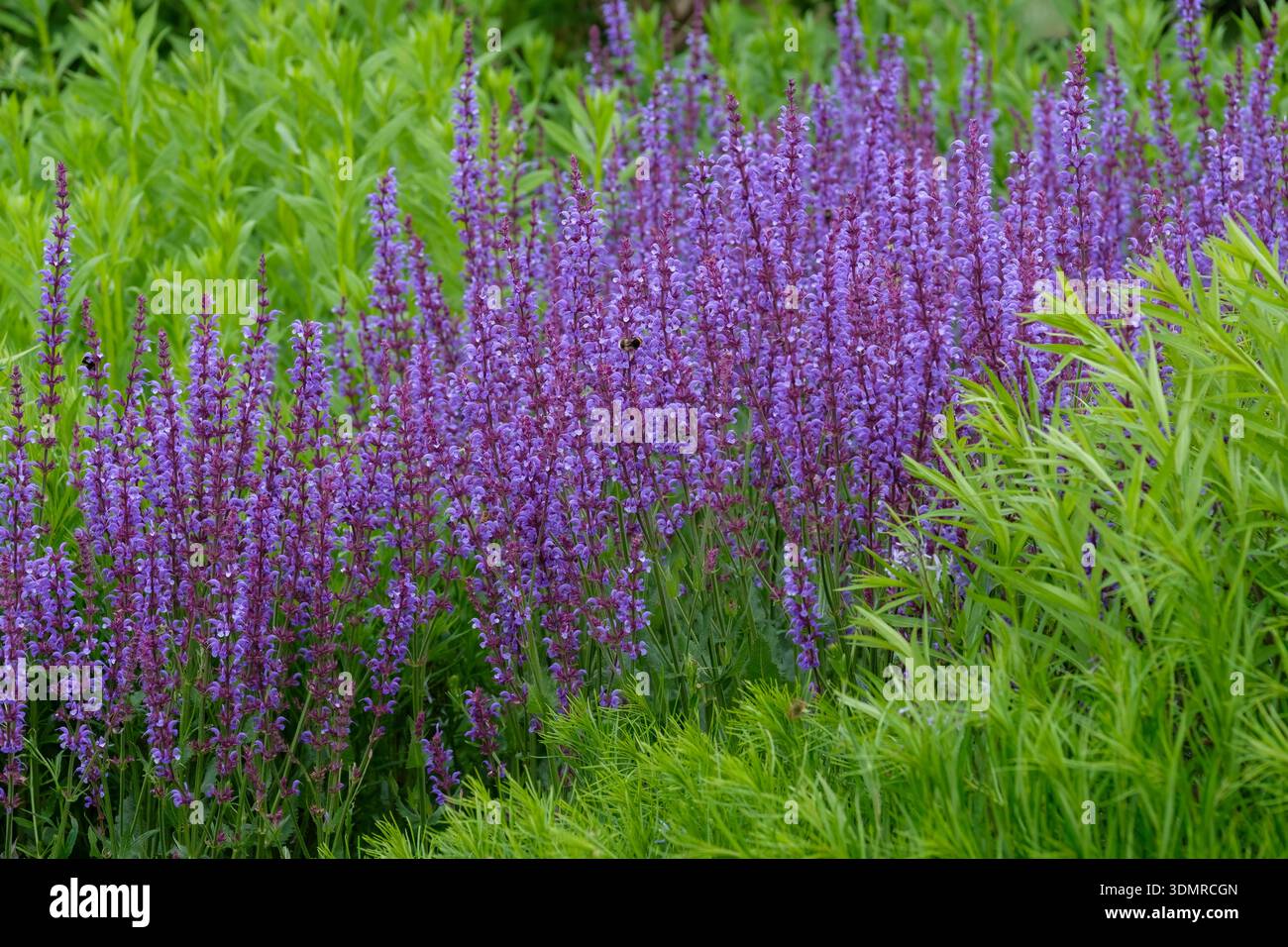 Sunday Rugen Salvia rugen hi-res stock photography and images - Alamy