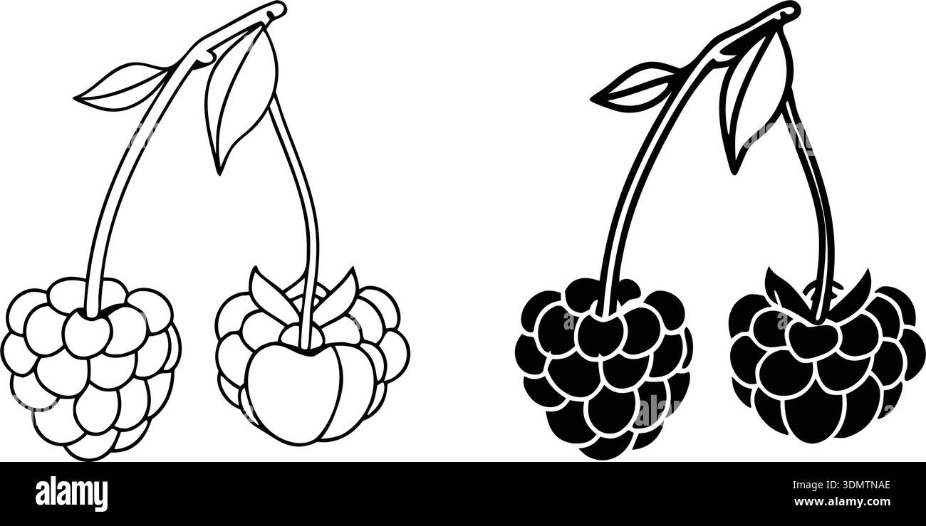 This image features raspberry illustrations in color, outline, and ...