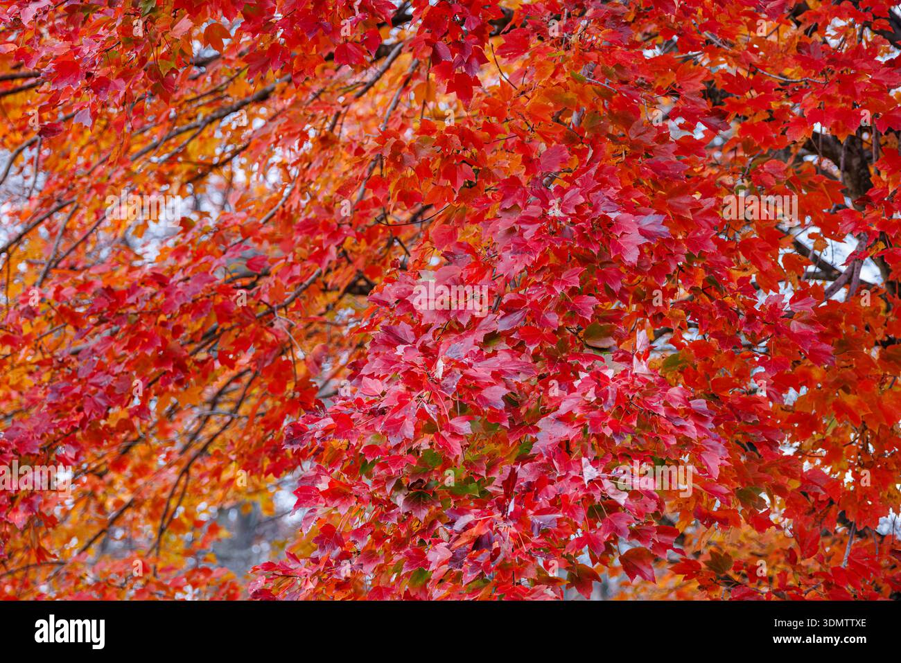 Stunning maple tree canopy ablaze with vibrant red, crimson, and orange ...