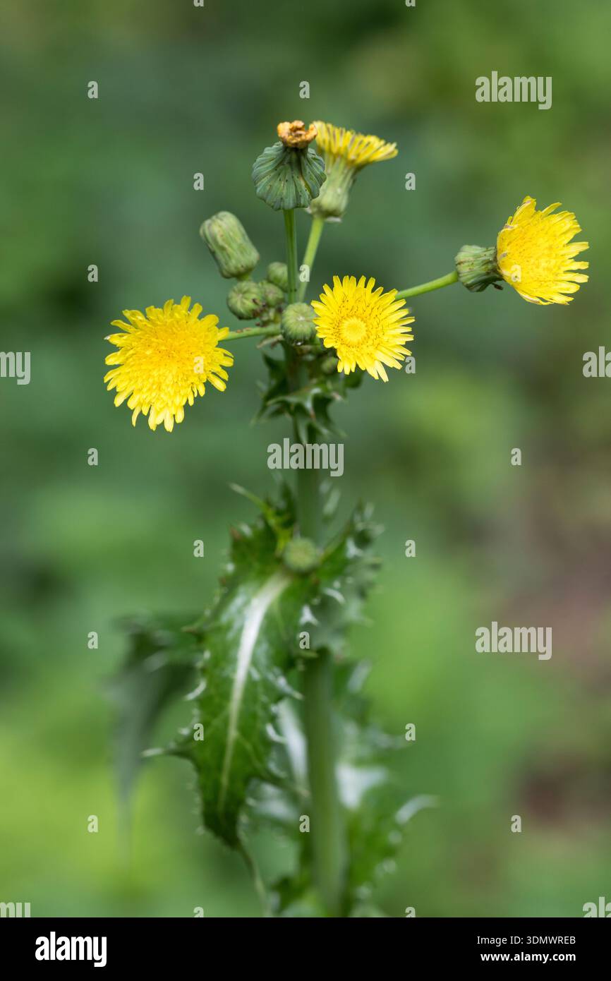 Raue Gänsedistel, Rauhe Gänsedistel, Dornige Gänsedistel, Sonchus asper, Sharp-fringed Sow Thistle, Prickly Sow Thistle, Spiny Sow Thistle, Spiny-leav Stock Photo