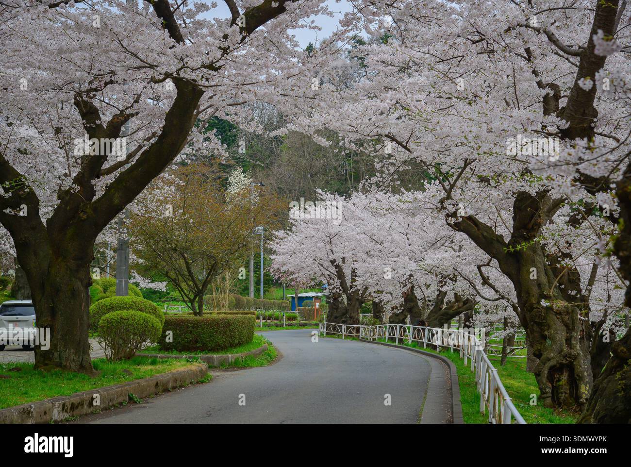 Cherry Blossoms In Full Bloom During Spring At Takamatsu Park In cherry-blossoms-in-full-bloom-during-spring-at-takamatsu-park-in