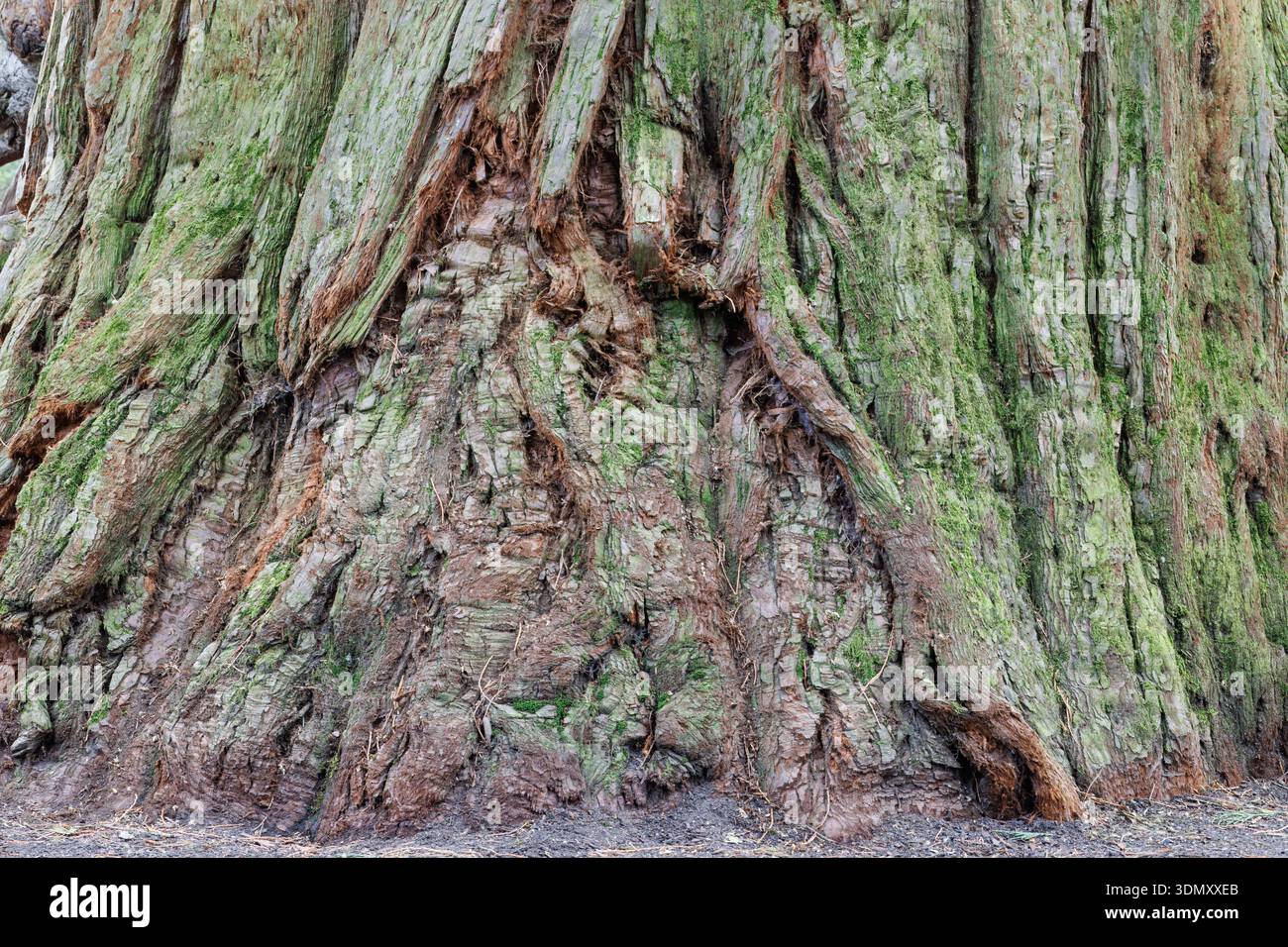 Ancient sequoia tree trunk on Mainau Island Germany Stock Photo