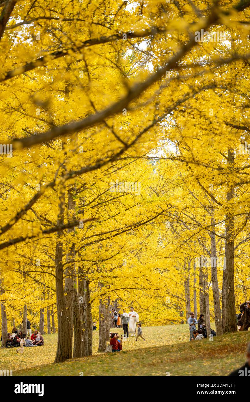 There are about 300 Ginko trees in the Blandy Ginko Grove at the State Arboretum of Virginia. In the Fall, their green leaves turn golden yellow creat Stock Photo
