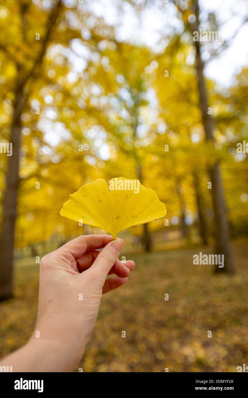Detail of a fan-shaped yellow ginko leaf. There are about 300 Ginko trees in the Blandy Ginko Grove at the State Arboretum of Virginia. In the Fall, t Stock Photo