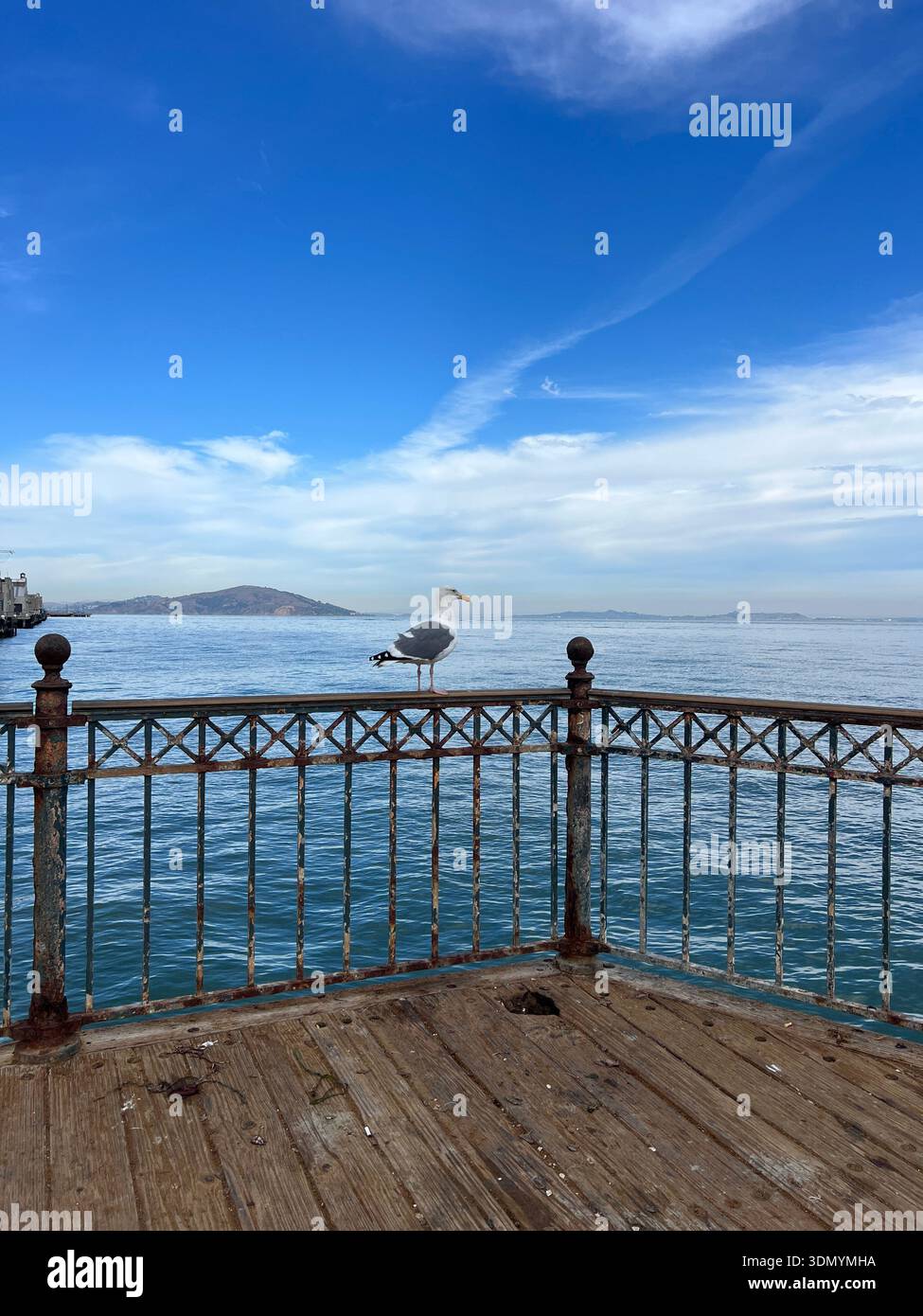 San Francisco Bay Bridge and waterfront view from pier, California coastal cityscape. Seagull standing on the metal rail looking at the water. Scenic - Smartphone Captured Stock Image