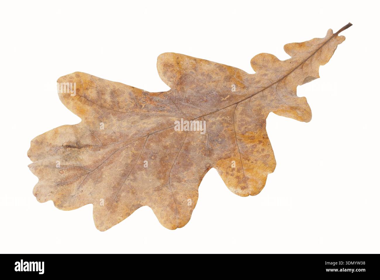 Autumn oak leaf isolated on white background Stock Photo