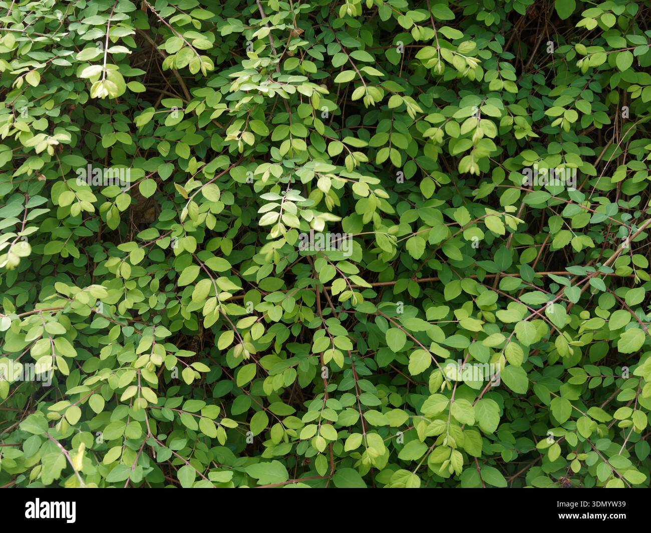 Background made form green leaves Stock Photo