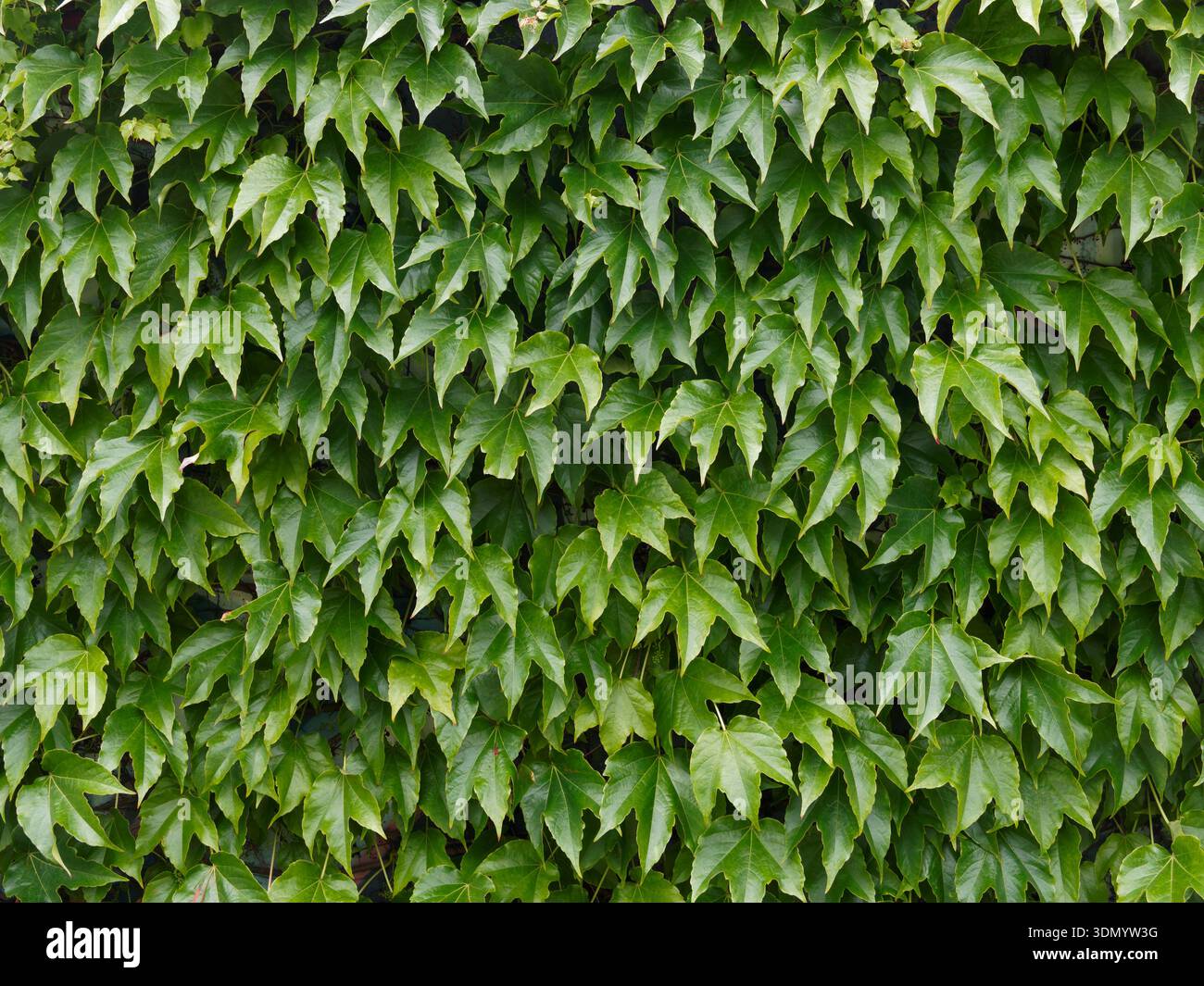 Background made form green leaves Stock Photo