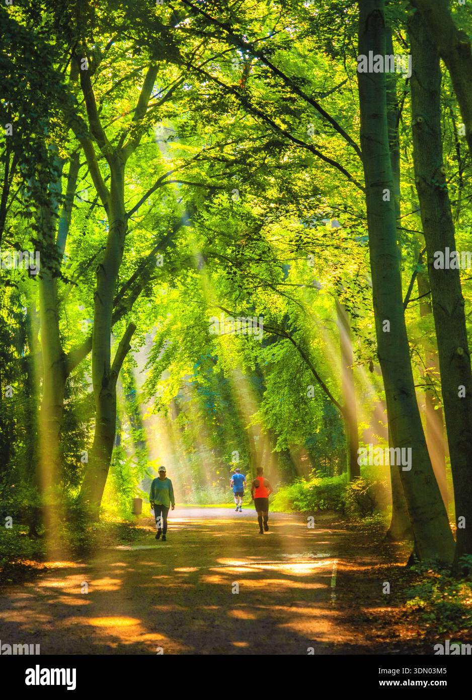 Park path sunbeams and walkers, atmospheric morning light in Tiergarten park Berlin Mitte Germany Stock Photo