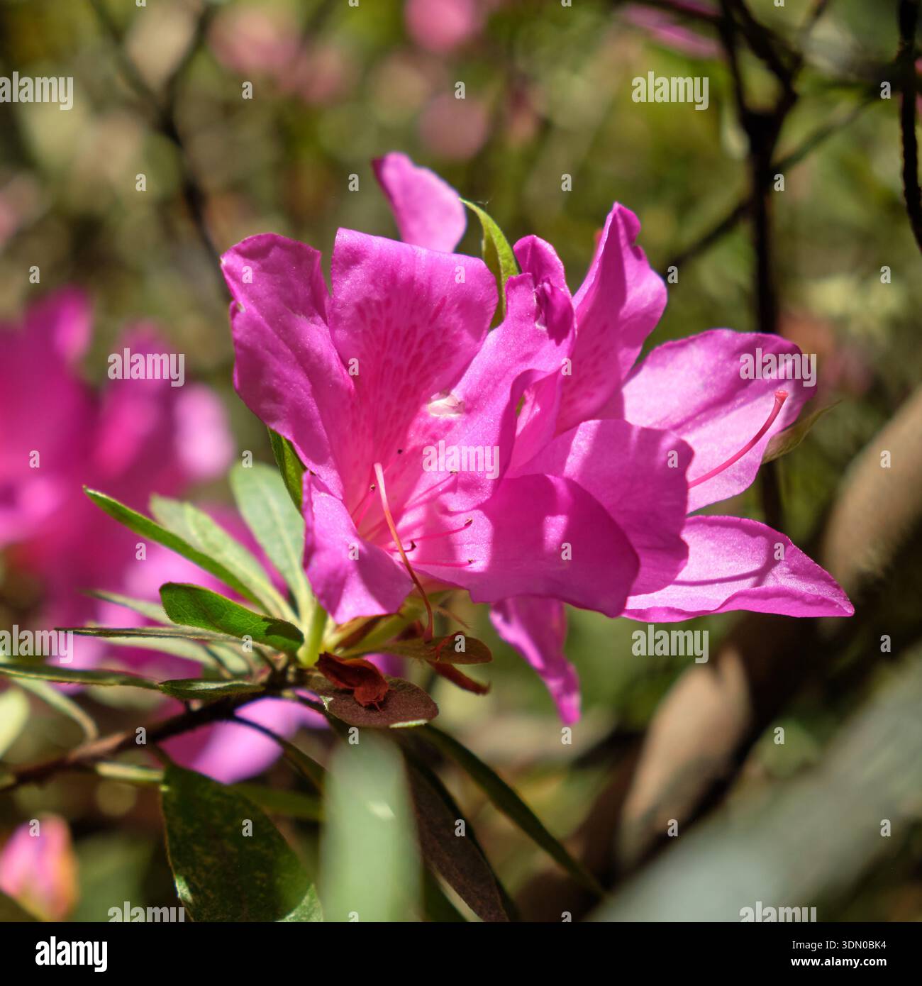Rhododendron pulchrum hi-res stock photography and images - Alamy