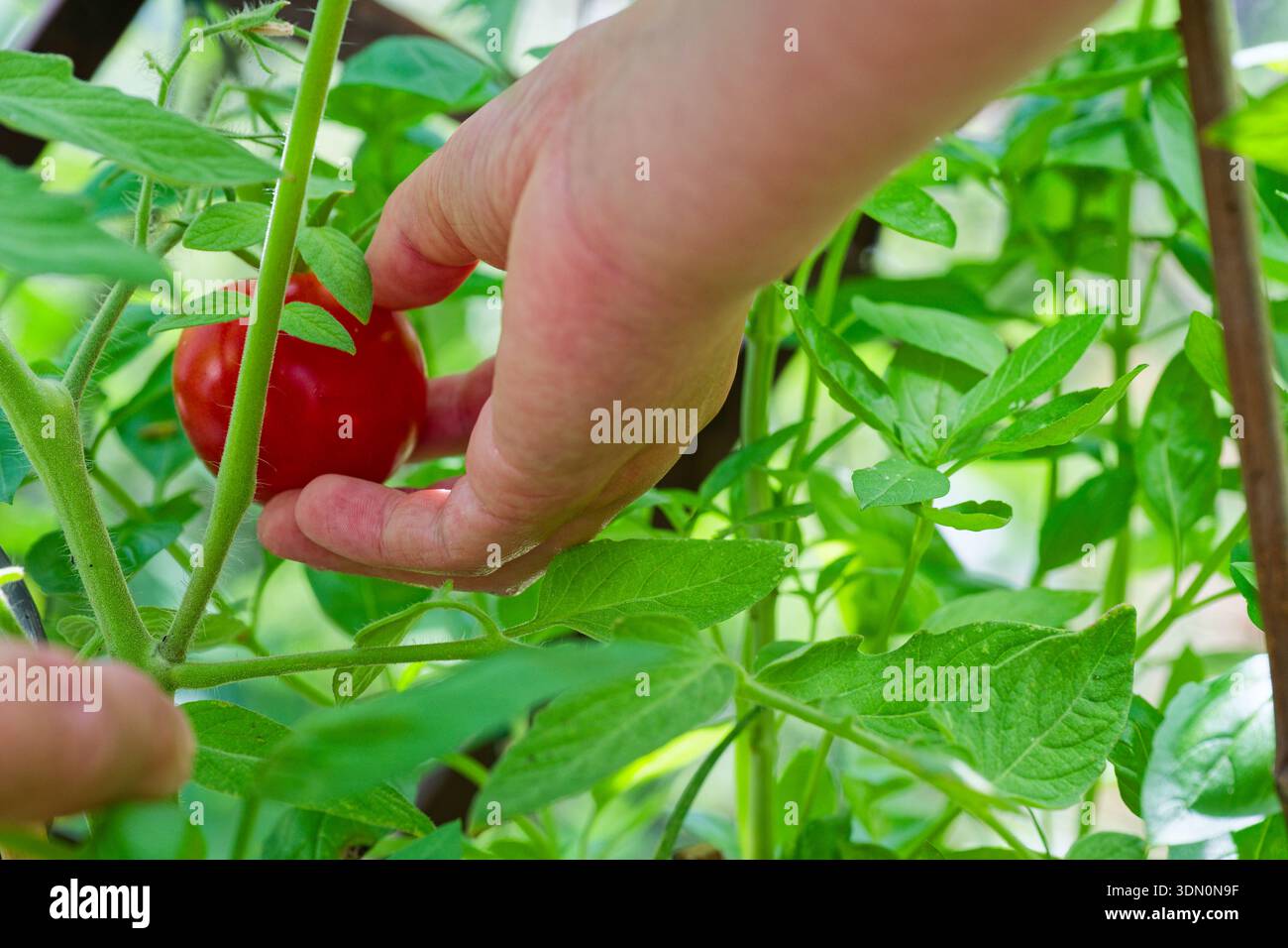 A hand reaches into a tomato plant and harvests a ripe ready red tomato ...