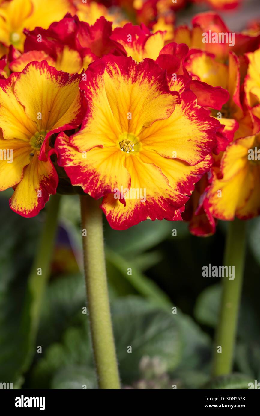 Fire dragon plant hi-res stock photography and images - Alamy