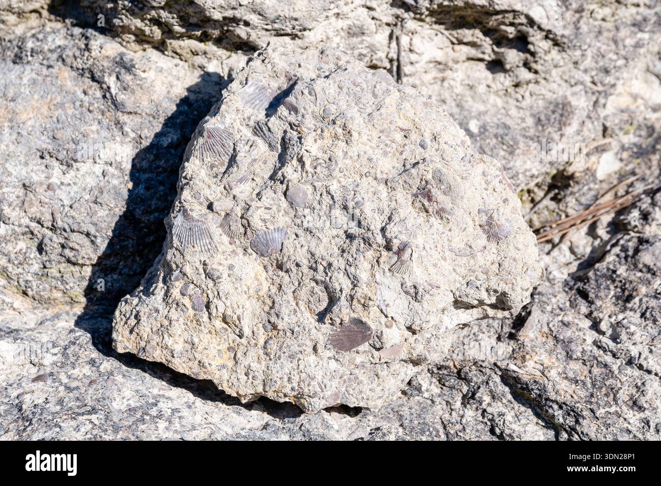sedimentary rock with shell fossils, Manresa, Catalonia, Spain Stock ...