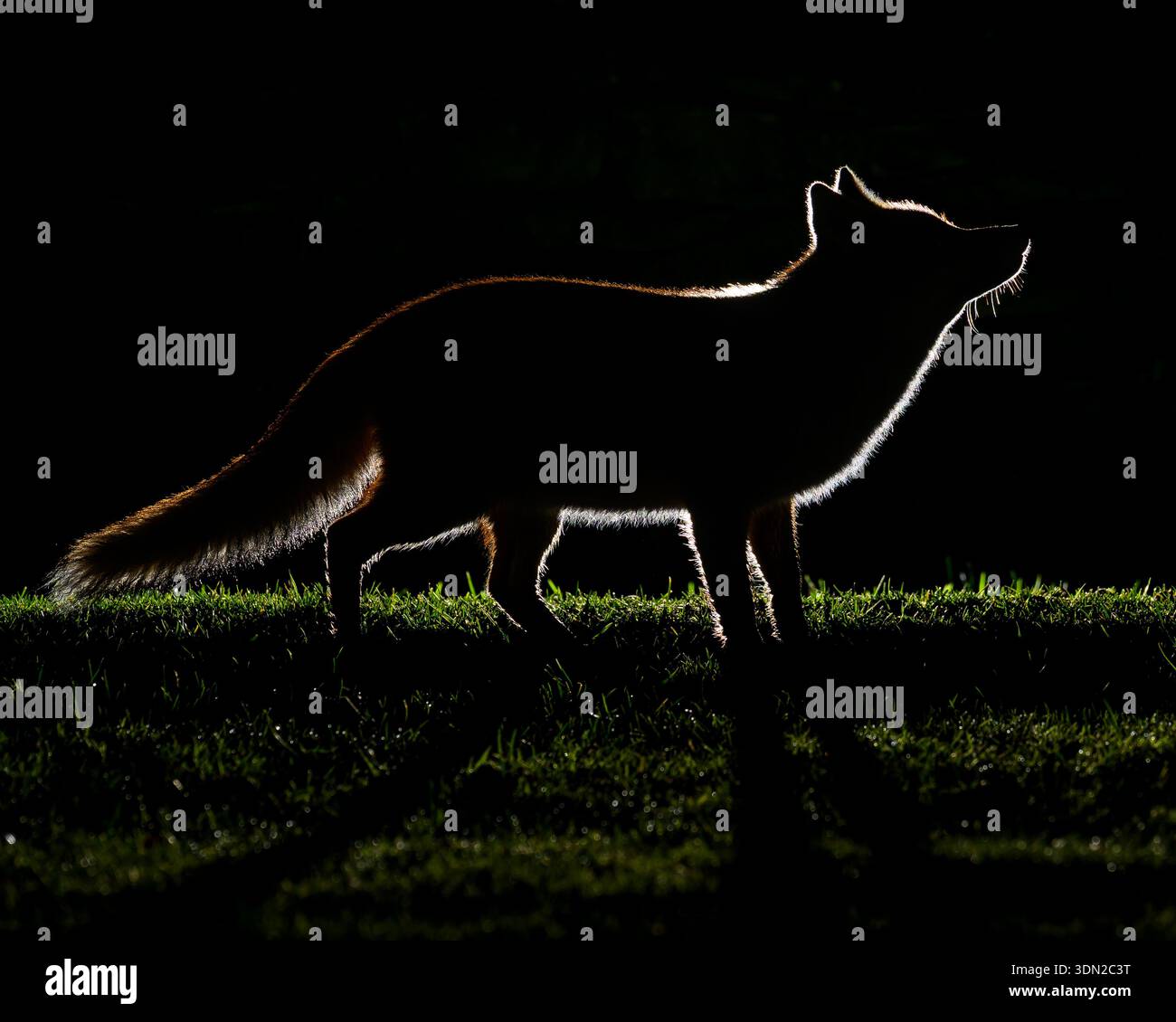 Red fox uk hi-res stock photography and images - Alamy