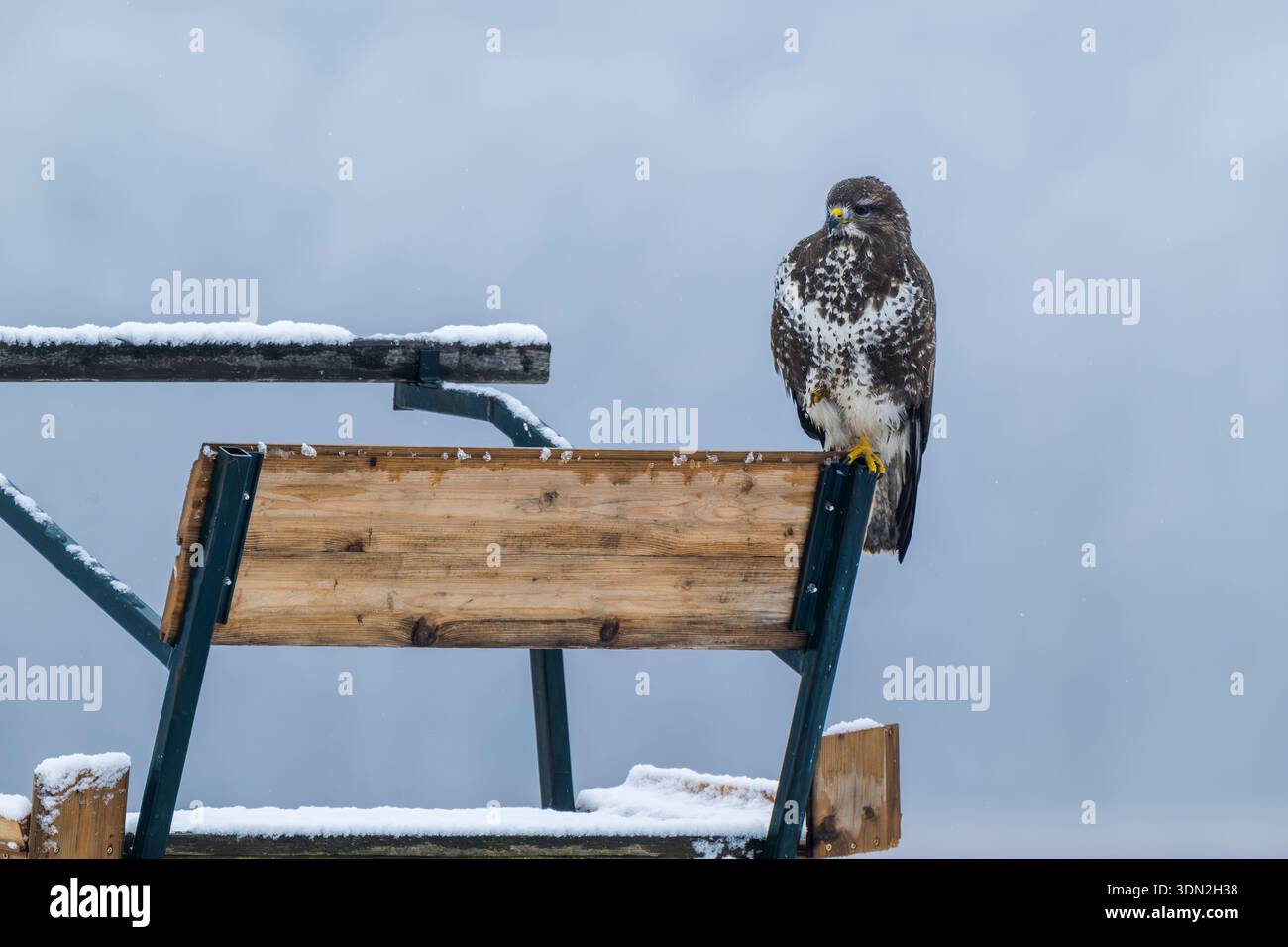 A buzzard perched in winter. Stock Photo