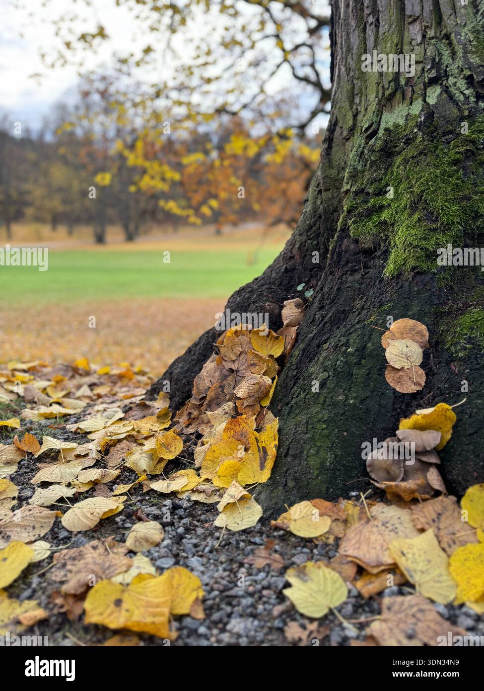 Close-up of mossy tree trunk with fallen autumn leaves and small mushrooms in a park, shallow depth of field and natural fall colors. - Smartphone Captured Stock Image
