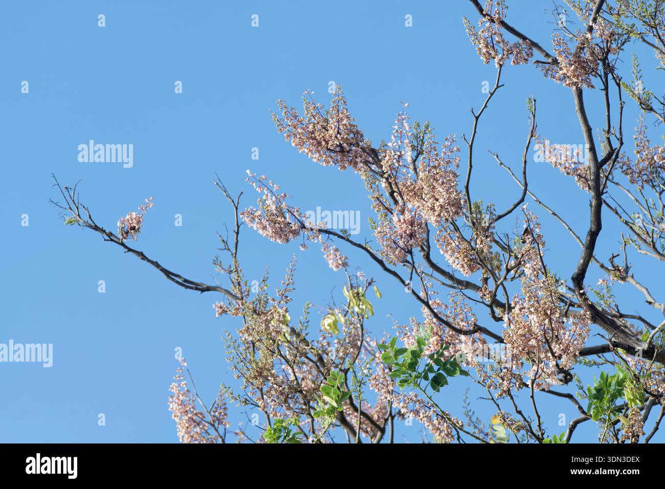 Quickstick / Mother of Cocoa (Gliricidia sepium) flowering tree used to ...